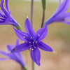 10 BLUE SIBERIAN LILY Mountain Ixia Altai Ixiolirion Tataricum Flower Seeds