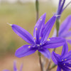 10 BLUE SIBERIAN LILY Mountain Ixia Altai Ixiolirion Tataricum Flower Seeds