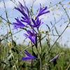 10 BLUE SIBERIAN LILY Mountain Ixia Altai Ixiolirion Tataricum Flower Seeds