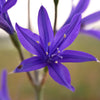10 BLUE SIBERIAN LILY Mountain Ixia Altai Ixiolirion Tataricum Flower Seeds