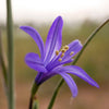 10 BLUE SIBERIAN LILY Mountain Ixia Altai Ixiolirion Tataricum Flower Seeds
