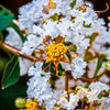 35 WHITE CREPE MYRTLE Lagerstroemia Indica Flowering Shrub Bush Small Tree Seeds