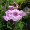 False Slenderleaf Foxglove Seeds – Purple Gerardia Agalinis Tenuifolia Flower