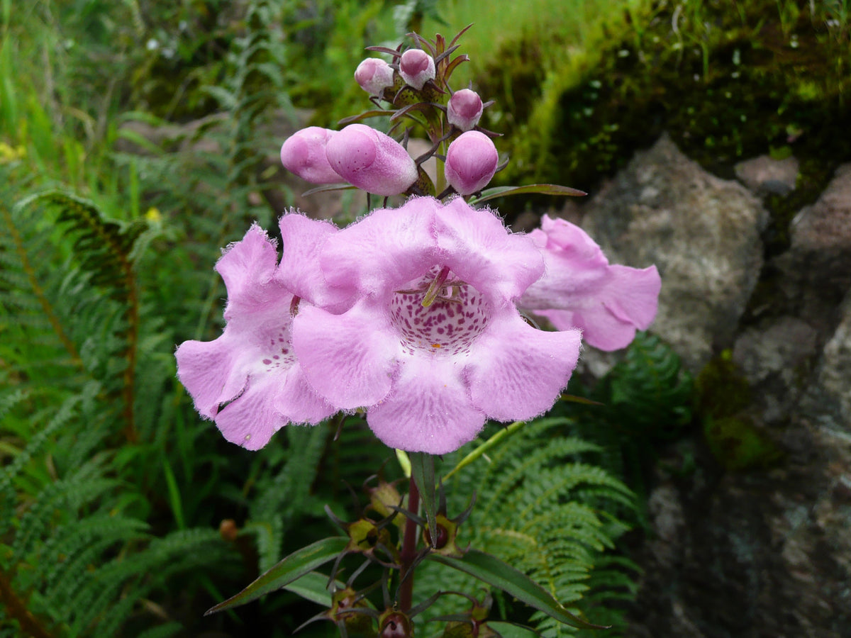 False Slenderleaf Foxglove Seeds – Purple Gerardia Agalinis Tenuifolia Flower