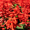 50 RED SALVIA Splendens St. John's Fire Scarlet Sage Flower Seeds