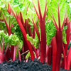 25 VICTORIA RHUBARB aka Pieplant Rheum Rhabarbarum Perennial Fruit Vegetable Seeds
