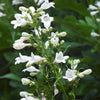 1000 WHITE FOXGLOVE BEARDTONGUE Penstemon Digitalis Flower Seeds