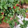 50 Edible Red MOCK STRAWBERRY Potentilla Indica Duchesnea Fruit Berry Seeds