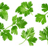 250 LEISURE CILANTRO / CORIANDER Coriandrum Sativum Herb Vegetable Seeds