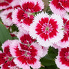 550 MAIDEN PINKS Mixed Colors Dianthus Deltoides Flower Seeds