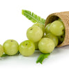 10 INDIAN GOOSEBERRY Phyllanthus Emblica Emblic Edible Fruit Tree Seeds
