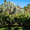 10 COCO PALM Jelly Palm Pindo Butia Capitata Edible Fruit Tree Houseplant Seeds