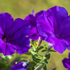 100 DWARF Alderman BLUE PETUNIA Nana Compacta Purple Flower Seeds