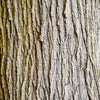 25 White AMERICAN ELM tree Ulmus Americana RED Flower Seeds
