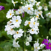 100 WHITE FAIRY PRIMROSE Primula Malacoides Baby Primrose Shade Houseplant Flower Seeds