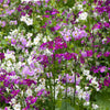 100 Mixed Colors FAIRY PRIMROSE Primula Malacoides Red Pink Purple White Baby Primrose Shade Houseplant Flower Seeds