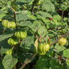 50 PERUVIAN GROUND CHERRY Physalis Peruviana Cape Gooseberry Fruit Veggie Seeds