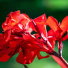 5 MIXED CANNA LILY Generalis Mix Colors Red Yellow Hummingbird Flower Seeds