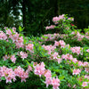 20 WESTERN AZALEA Pink White Yellow Shrub Flower Rhododendron Occidentale Seeds