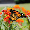 100 SUNSET MILKWEED Asclepias Curassavica Scarlet Blood Flower Red Orange Butterfly Weed Seeds