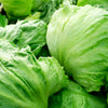 3000 ICEBERG HEAD LETTUCE Lactuca Sativa Vegetable Seeds