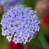 Organic Blue Lace Flower Seeds –