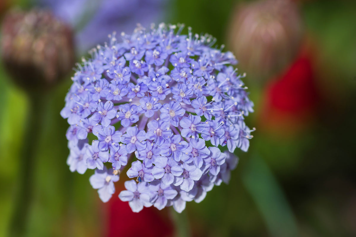 Organic Blue Lace Flower Seeds –