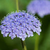 Organic Blue Lace Flower Seeds –