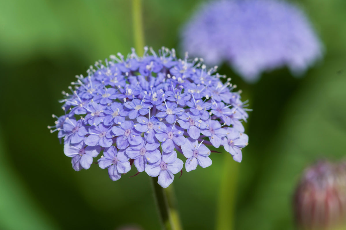 Organic Blue Lace Flower Seeds –