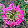 200 MAUVE QUEEN CLEOME Spinosa Hassleriana Purple Pink Spider Flower Seeds