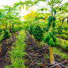 10 DWARF WAIMANALO PAPAYA Solo Hawaiian Carica Fruit Tree Houseplant Seeds