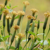 25 PAPALO Yerba Porosa, Summer Cilantro, Bolivian Coriander, Porophyllum Ruderale Culinary Herb Seeds
