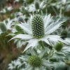 10 Giant SILVER SEA HOLLY Eryngium Giganteum Miss Willmott's Ghost Flower Seeds
