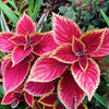 Mixed Colors Coleus Rainbow Mix Seeds – Shade Houseplant Solenostemon Flower – photo 17
