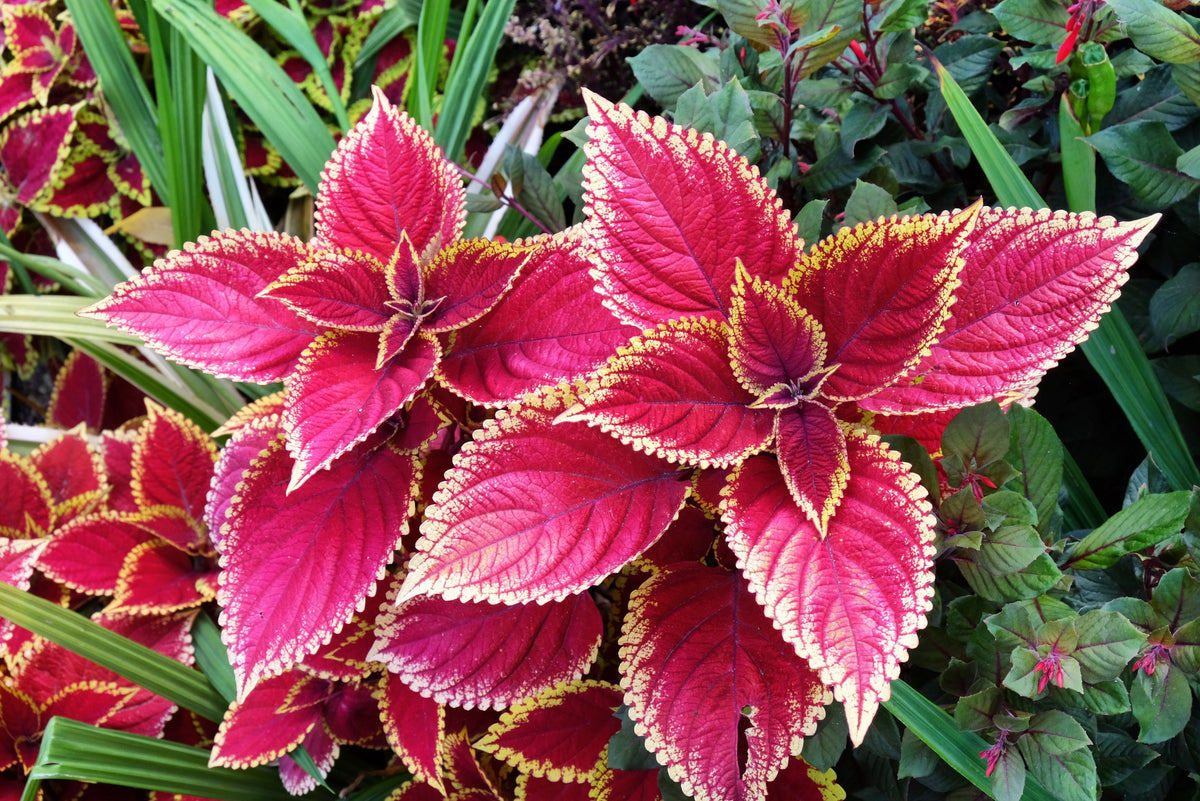 Mixed Colors Coleus Rainbow Mix Seeds – Shade Houseplant Solenostemon Flower – photo 17