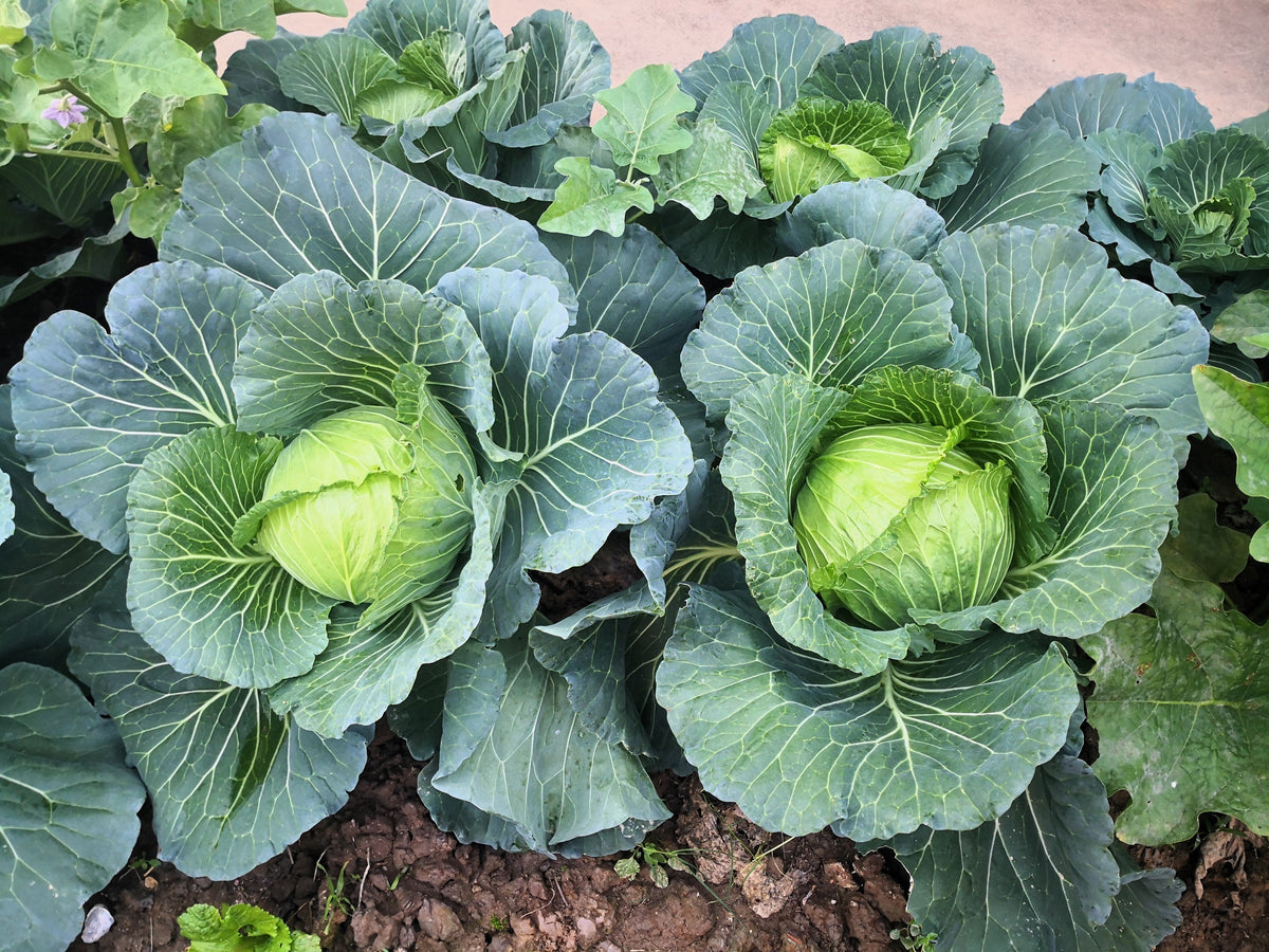 Copenhagen Market Early Cabbage Heirloom Brassica Oleracea Vegetable Seeds