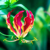 10 RED GLORIOSA LILY Flame Lily Gloriosa Superba Red & Yellow Flower Vine Seeds