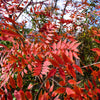 25 Chinese PISTACHIO Pistacia Chinensis Pistache Pistach Yellow Orange Red in Fall Mastic Tree Seeds