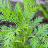 1000 Artemisia Annua Seeds – Sweet Annie Fragrant Herb
