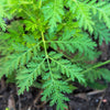 1000 Artemisia Annua Seeds – Sweet Annie Fragrant Herb