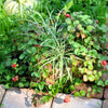50 Edible Red MOCK STRAWBERRY Potentilla Indica Duchesnea Fruit Berry Seeds