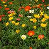 Iceland Poppy Mix Seeds – Papaver Nudicaule Mixed Colors Flower – photo 6