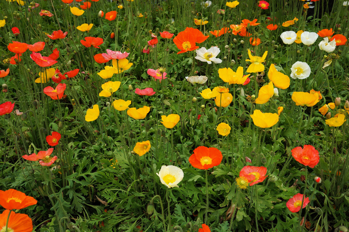 Iceland Poppy Mix Seeds – Papaver Nudicaule Mixed Colors Flower – photo 6