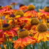 100 HELENIUM ' AUTUMN LEAVES ' Mix Helenium Autumnale Sneezeweed Mixed Colors Flower Seeds
