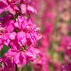 100 SUBLIME PINK LARKSPUR Consolida Ambigua Ajacis Delphinium Bright Pink Flower Seeds