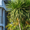 50 CABBAGE PALM / GIANT DRACAENA Australis Cordyline Tree Houseplant Seeds