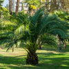 10 CANARY ISLAND Date PALM Phoenix Canariensis Tree Seeds