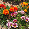 30 Mixed Colors GAZANIA Rigens Treasure Flower Seeds