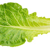 3000 LITTLE GEM LETTUCE Small Romaine Butterhead Lactuca Sativa Vegetable Seeds