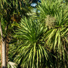 50 CABBAGE PALM / GIANT DRACAENA Australis Cordyline Tree Houseplant Seeds